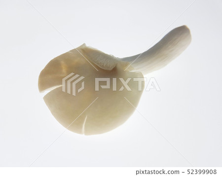 Mushroom or oyster mushrooms India (London: Indian 52399908