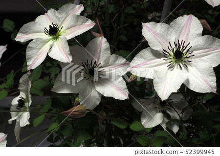 Clematis Clematis 52399945