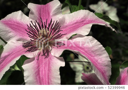 Clematis 52399946