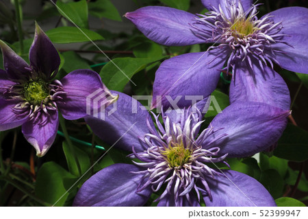 Clematis Clematis 52399947