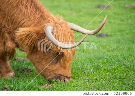 Portrait of Highland cattle in the rural farm. 52399966