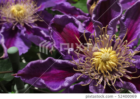 Clematis 52400069