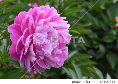 Peony (without luster) Peony (without luster) 52400143