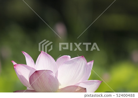 Background image-Image of Buddha's pedestal-2 52400488