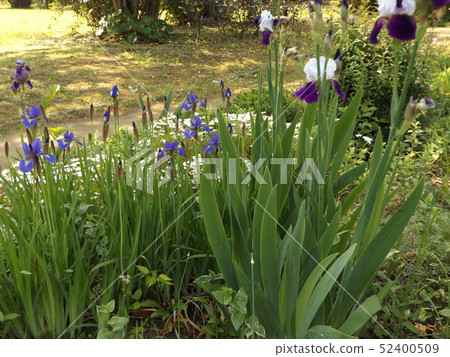German Iris and iris blue flower 52400509