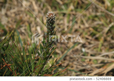 Pine of life 52406669