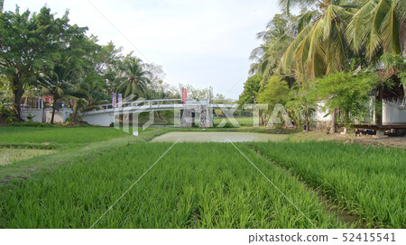KEDAH, LANGKAWI, MALAYSIA - APR 08th, 2015: Scenic view of rice paddy fields with palm trees on a KEDAH, LANGKAWI, MALAYSIA - APR 08th, 2015: Scenic view of rice paddy fields with palm trees on a 52415541