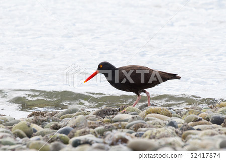 Black Oystercatcher Black Oystercatcher 52417874