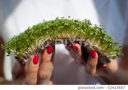 Female model is holding a piece of raw sprouted microgreens on her white shirt background. Face is 52423687