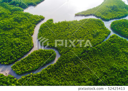 Green deep mangrove forest sea bay morning sunrise Green deep mangrove forest sea bay morning sunrise 52425413