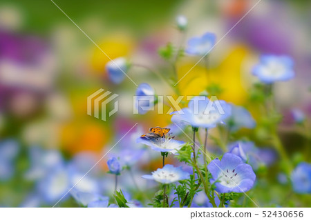 貝尼西絲的花壇 貝尼西絲的花壇 52430656