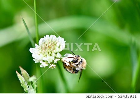 白尾鬍子蜜蜂 白尾鬍子蜜蜂 52435911