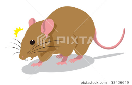 Illustration of rat 52436649