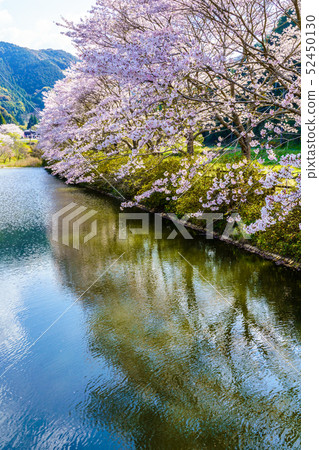 Akoyama Hachitenzakura [Saga Prefecture Takeo City] 52450130