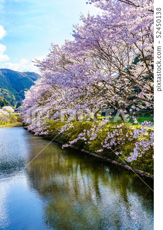 Akoyama Hachitenzakura [Saga Prefecture Takeo City] 52450138