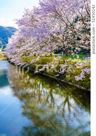 Akoyama Hachitenzakura [Saga Prefecture Takeo City] 52450142