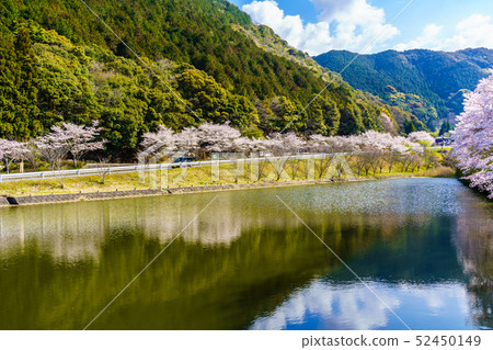 Akoyama Hachitenzakura [Saga Prefecture Takeo City] 52450149