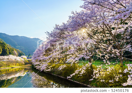 Akoyama Hachitenzakura [Saga Prefecture Takeo City] 52450176