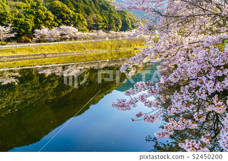 Akoyama Hachitenzakura [Saga Prefecture Takeo City] 52450200