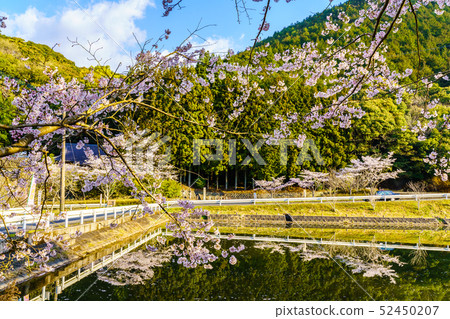 Akoyama Hachitenzakura [佐賀縣武雄市] 52450207