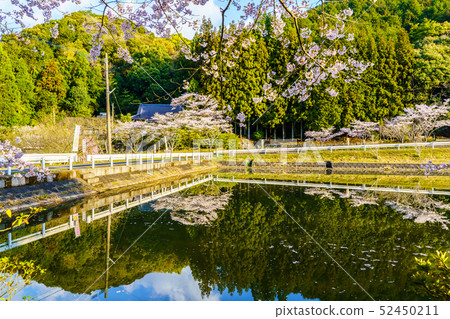 Akoyama Hachitenzakura [佐賀縣武雄市] 52450211