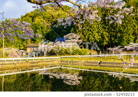 Akoyama Hachitenzakura [Saga Prefecture Takeo City] 52450215