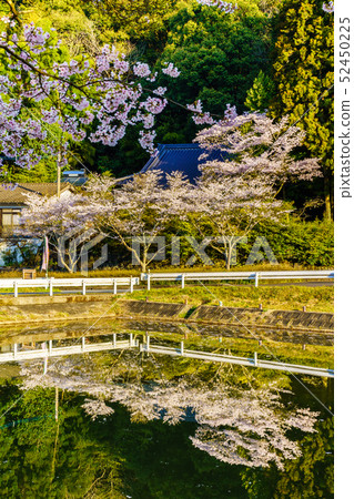 Akoyama Hachitenzakura [Saga Prefecture Takeo City] 52450225