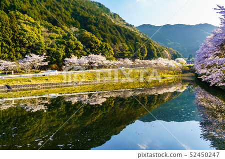 Akoyama Hachitenzakura [Saga Prefecture Takeo City] 52450247
