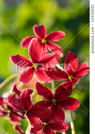 Beautiful pink and red Rangoon Creeper flowers in 52456882