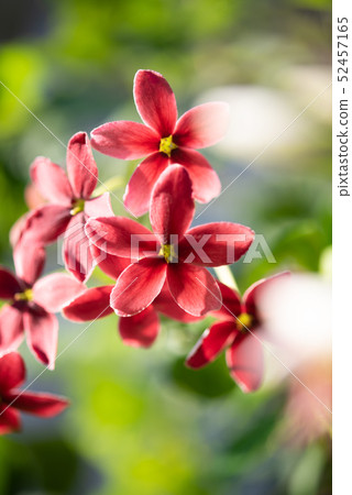 Beautiful pink and red Rangoon Creeper flowers in 52457165