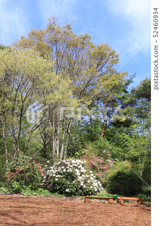 The arrival of spring (fresh green and rhododendron) 52460934