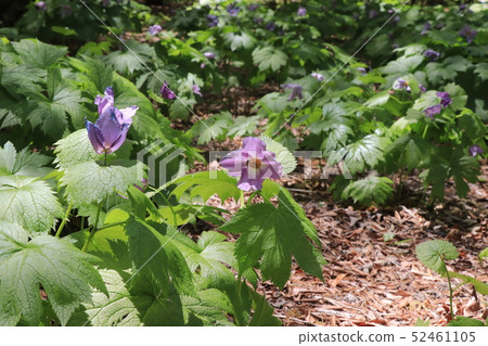 赤城天然花園的Shiranao 52461105