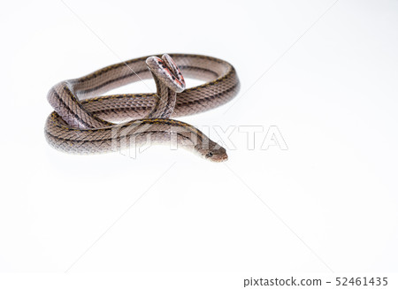 Striped kukri Snake on white background, Striped kukri Snake on white background, 52461435