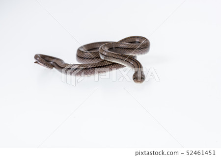 Striped kukri Snake on white background, 52461451