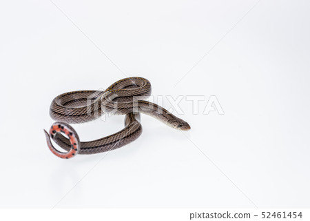 Striped kukri Snake on white background, Striped kukri Snake on white background, 52461454