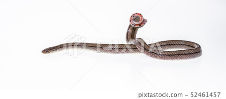Striped kukri Snake on white background, Striped kukri Snake on white background, 52461457