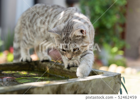 Lovely cute tubby cat with  beautiful yellow eyes 52462459