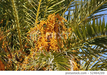 Date palm Date palm 52464289