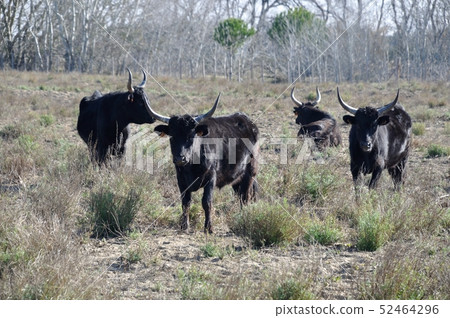 bulls in Camargue bulls in Camargue 52464296