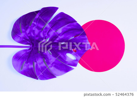 Purple tropical monstera leaf 52464376