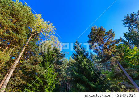 Looking up autumn trees forest background 52472024