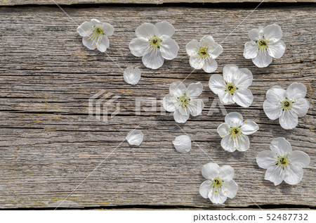 Spring Blossom cherry over wood background. Spring 52487732