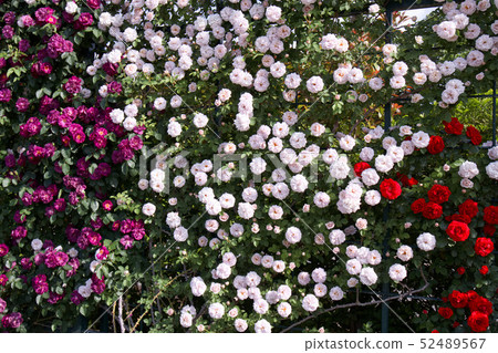 足利花卉公園巴拉（Liliana Sonnador Ashwen's Day） 52489567