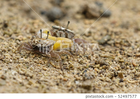 生物Crustacea Okinawan Hakusen Shimomaneki,男性擺動大剪刀。似乎是在追求行動 生物Crustacea Okinawan Hakusen Shimomaneki,男性擺動大剪刀。似乎是在追求行動 52497577