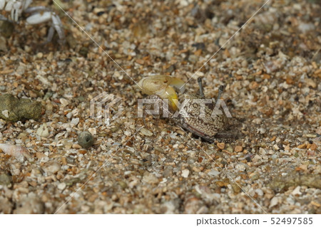 生物Crustacea Okinawan Hakusen-sensei,男。不確定哪個剪刀更大 生物Crustacea Okinawan Hakusen-sensei,男。不確定哪個剪刀更大 52497585