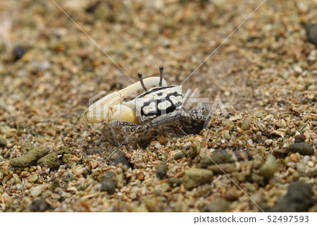 Creatures Crustacea Okinawan Hakusen-sensei, male. I think this pattern, but there are various patterns and colors 52497593
