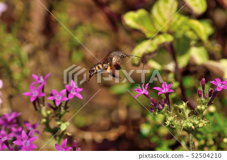 Hoshi Hou Jack 181008 am 10:49-2 52504210