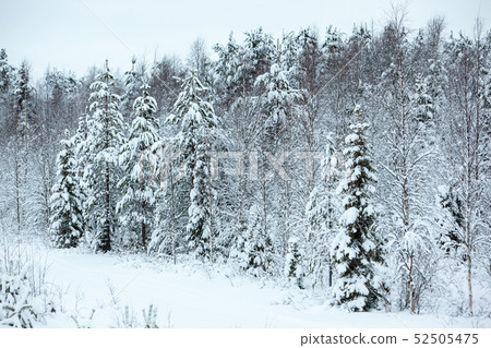 Cold and snowy winter in Lapland Cold and snowy winter in Lapland 52505475