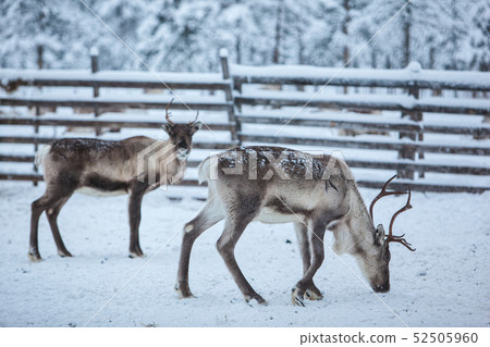 Reindeer herd, in winter, Lapland, Northern Finland 52505960