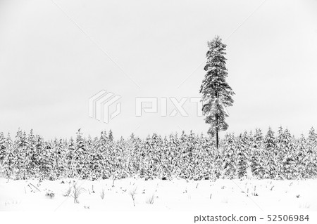 Cold and snowy winter in Lapland 52506984